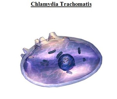 Bệnh chlamydia trachomatis là gì