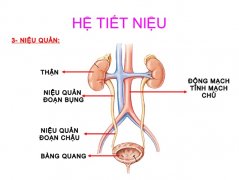 Nguyên nhân viêm đường tiết niệu